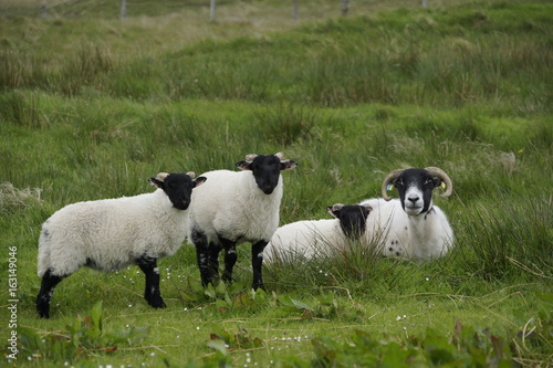 Slika na platnu Scottish Blackface Schafe