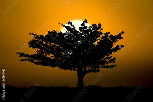 Silhouette beach almond tree and sunset