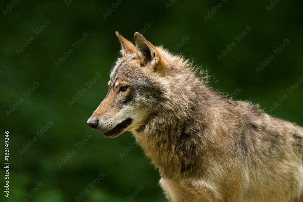 Grey Wolf (Canis lupus) Grey Wolf (Canis lupus)