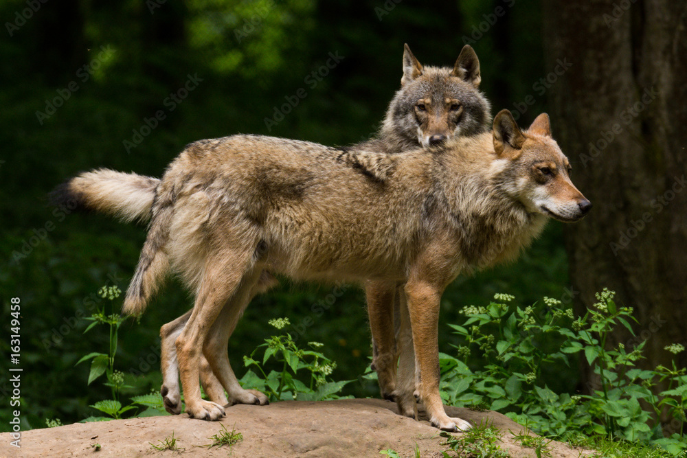 Grey Wolf (Canis lupus)