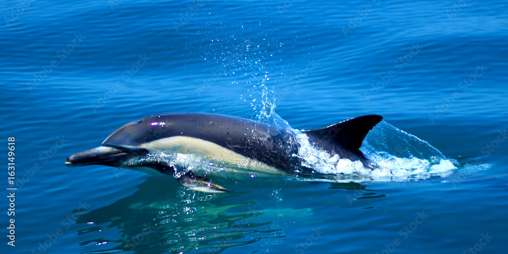 Fototapeta premium dolphin in the water nature wildlife