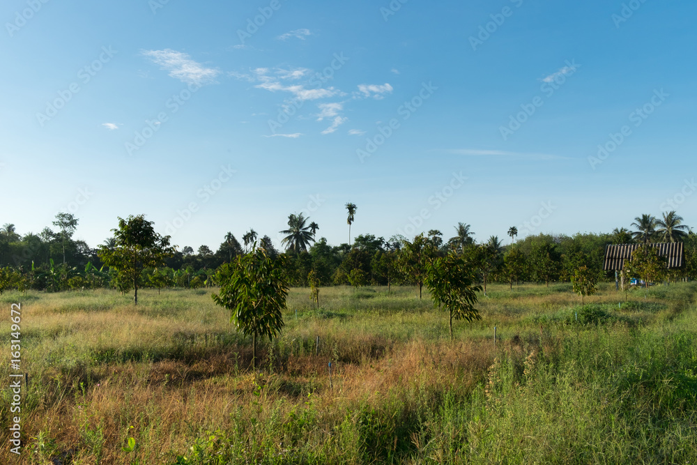 small durian tree on durian farm in thailand. small durian tree on durian farm in thailand.