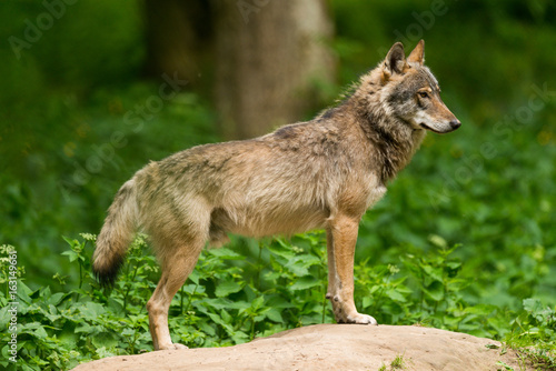 Grey Wolf  Canis lupus  