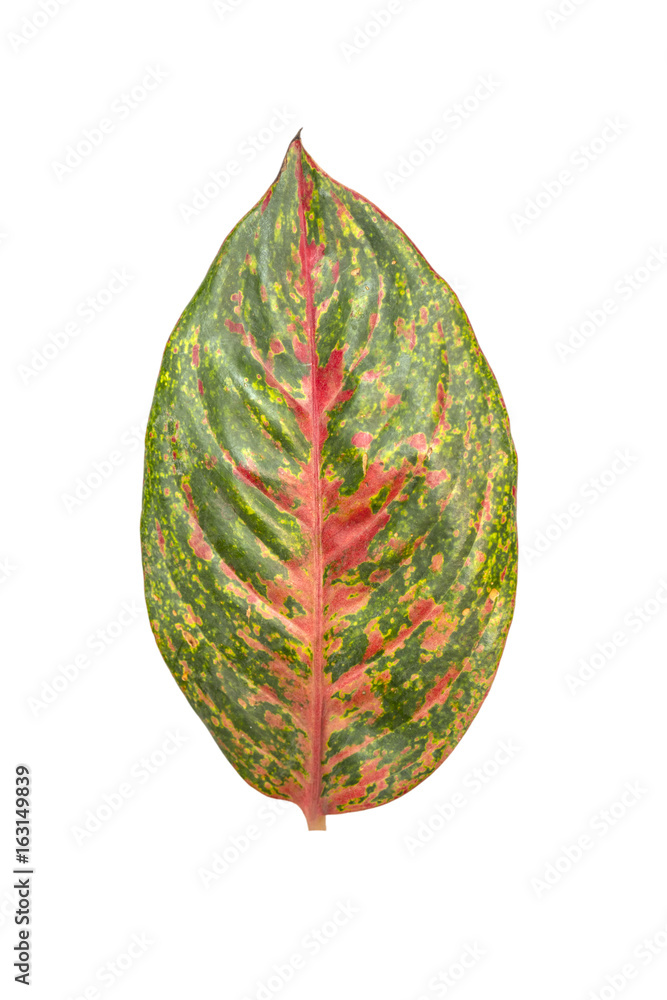 Naklejka premium Aglaonema or phetmontree leaf isolate on white background with clipping path.Red green leaf