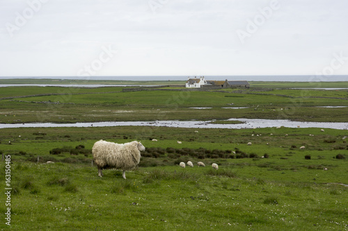 Schafweiden am Meer    ussere Hebriden  Uist  Schottland