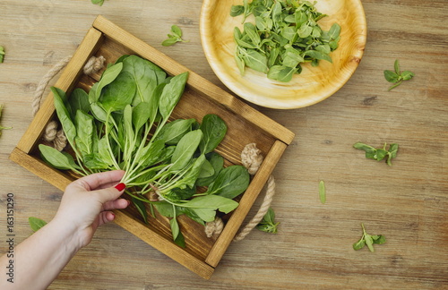 Hand putting fresh organic spinach plants leaves on a tray. Wooden plate with greens. First spring summer crop. Vegetarian vegan healthy food. Grow your own, eat local produce photo