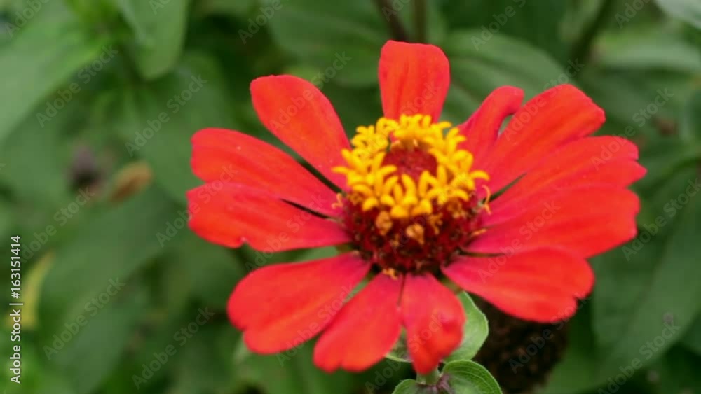 Red narrowleaf zinnia in the garden. Red narrowleaf zinnia in the garden.