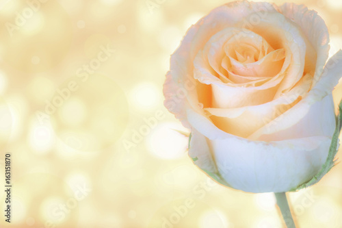 Macro image of beautiful fresh yellow rose with water drops on orange background, Copy space texture background