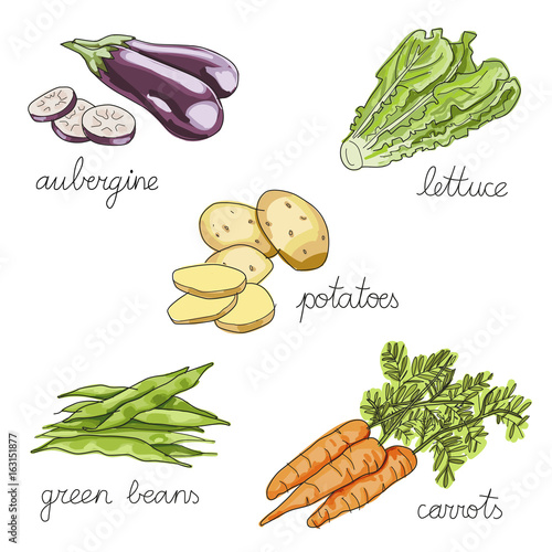 set of isolated  hand drawn vegetables: potatoes, eggplant, lettcue, green beans, carrots