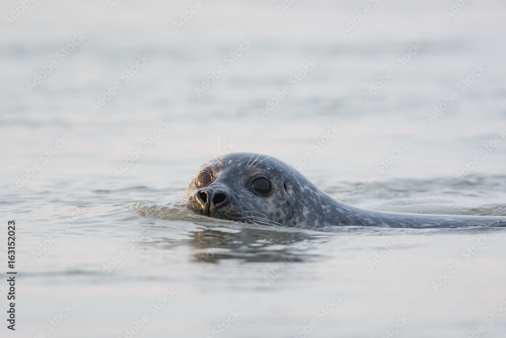 Fototapeta premium Phoque veau marin