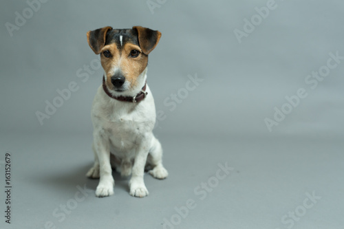 jack russell terrier © vegefox.com