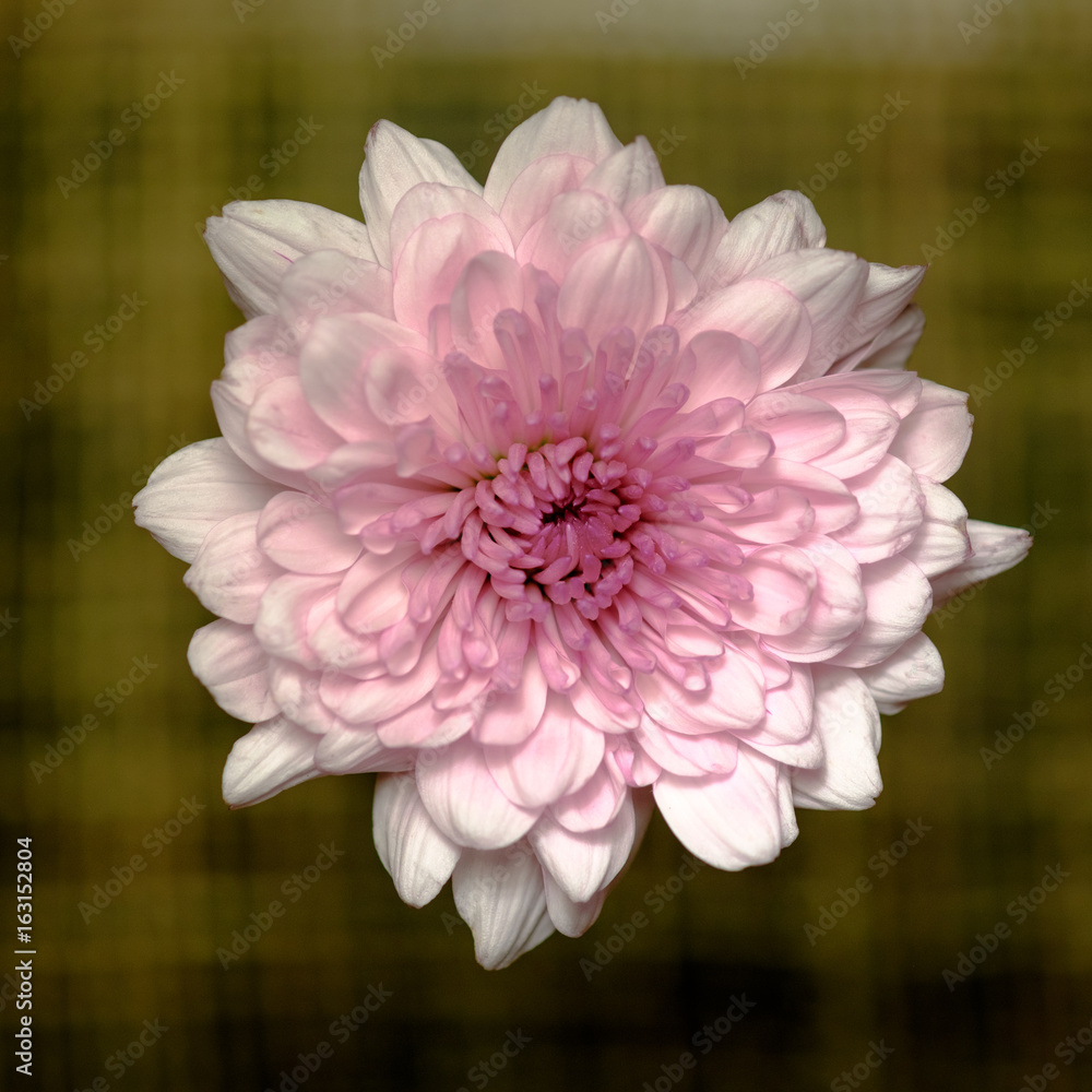 Top view and close up image on orange chrysanthemum in the design of natural dark tones background Top view and close up image on orange chrysanthemum in the design of natural dark tones background