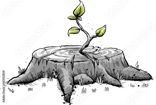 A tiny sapling with green leaves sprouts from the old, grey stump of a large tree that was cut down.