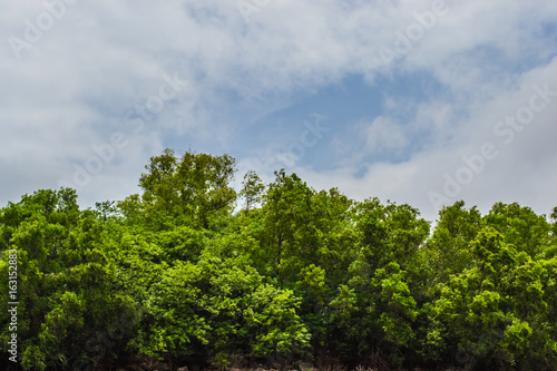 Trees on a Hill, Panshet Dam