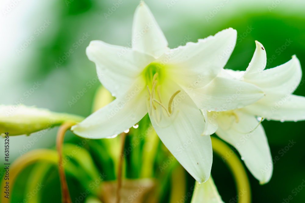 Obraz premium 花物語