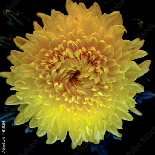 Top view and macro image of beautiful fresh yellow chrysanthemum on black background