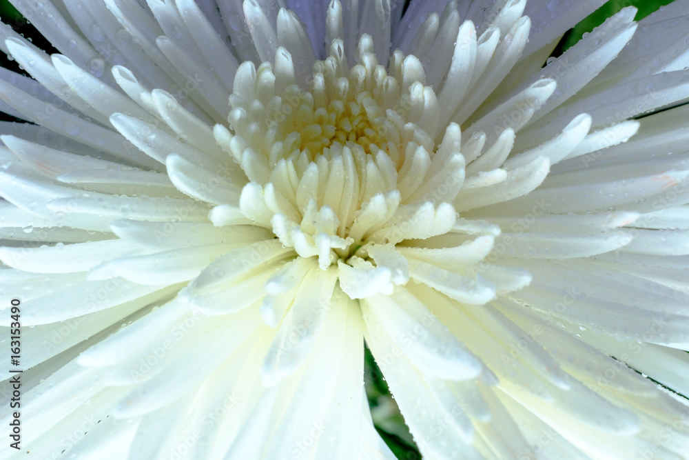 Close up on a white chrysanthemum Close up on a white chrysanthemum