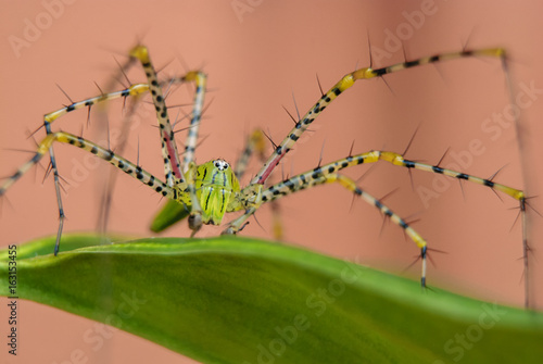 Oxyopes javanus Throll (Lynx spider) photo