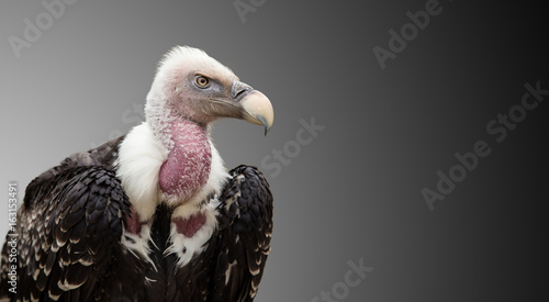 A Ruppell's Griffon Vulture (Gyps rueppellii). photo