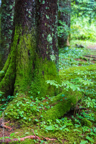 sottobosco verde