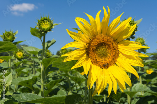 Sonnenblume mit Unsch  rfe im Hintergrund 