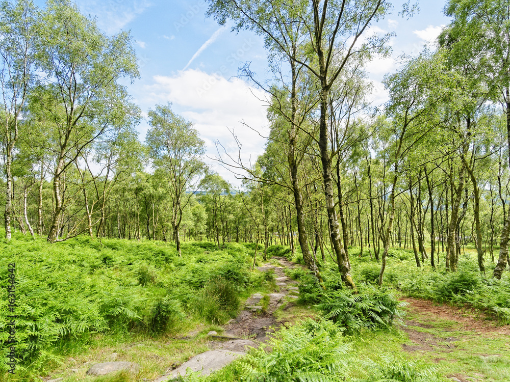 In the Peak District a well worn path from Surprise View winds over smooth rocks past slender silver birch trees and tall, lush ferns. In the Peak District a well worn path from Surprise View winds over smooth rocks past slender silver birch trees and tall, lush ferns.