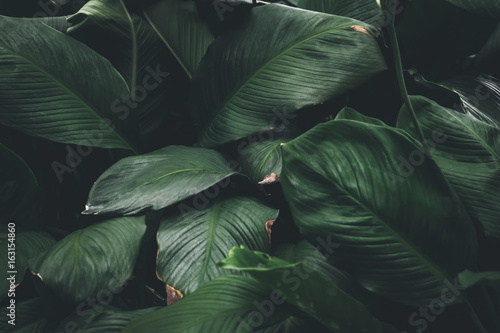 Nature green leaves in the garden. Nature concept.