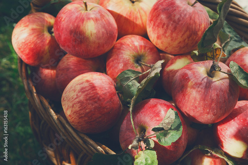 Basket with apples harvest on grass in garden, top view