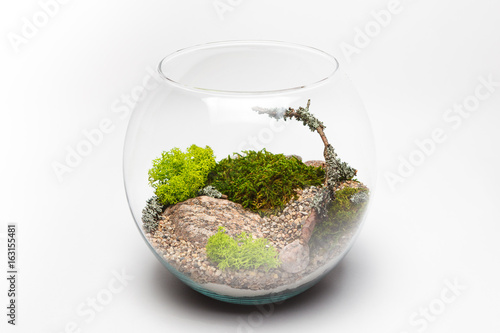 Moss terrarium in a round glass vase isolated on white background 