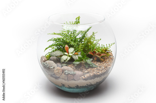 Fern terrarium in a round glass vase isolated on white background 