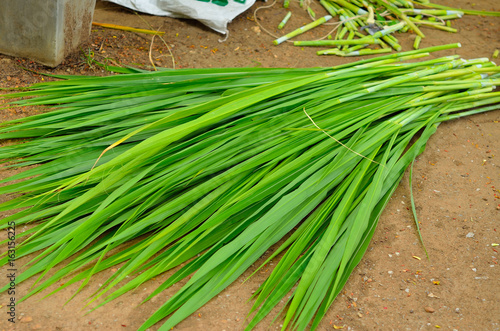 napier grass for sheep