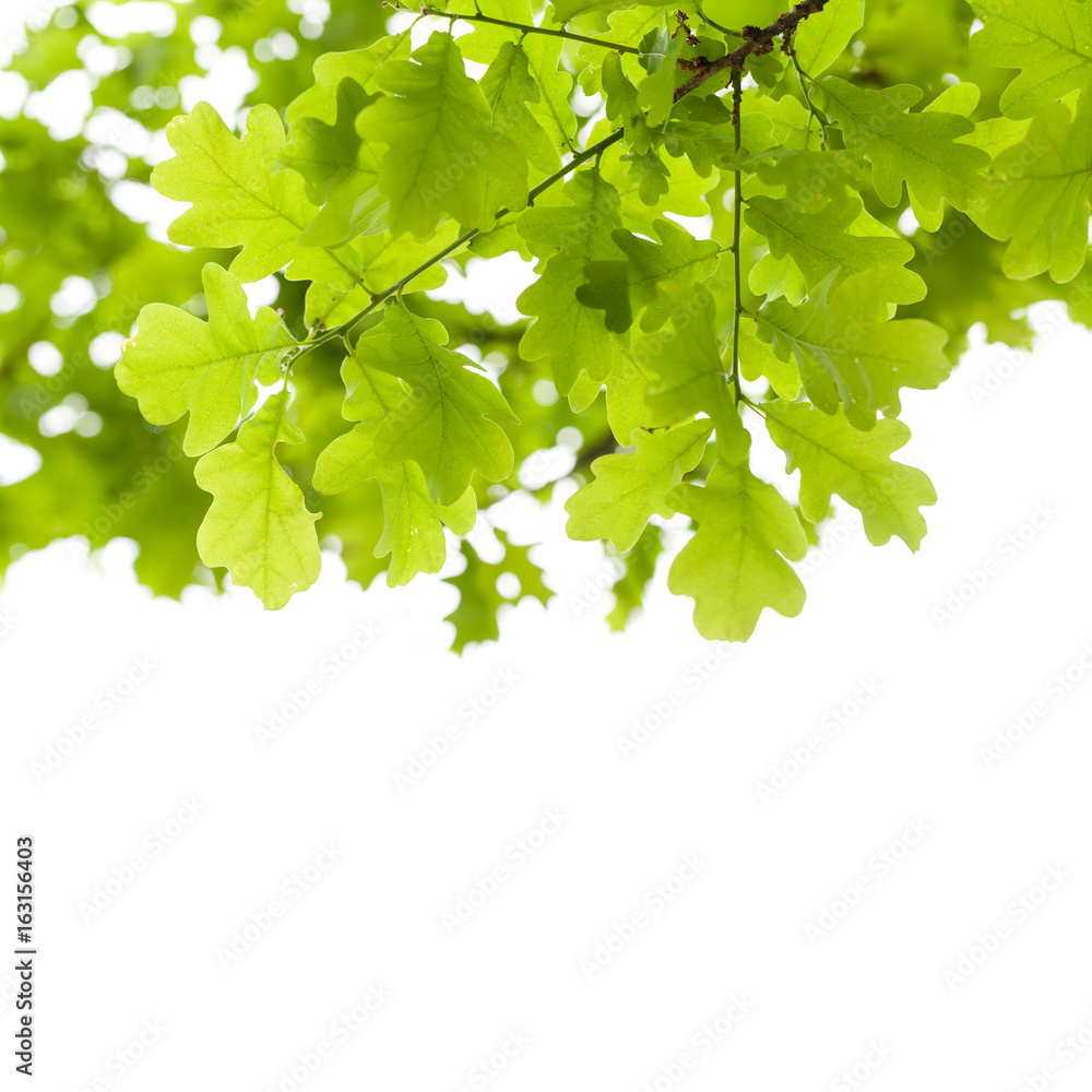 Fototapeta premium Green oak tree leaves over white background