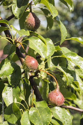 pear fruits ripening