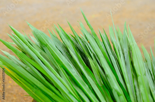 napier grass for sheep photo