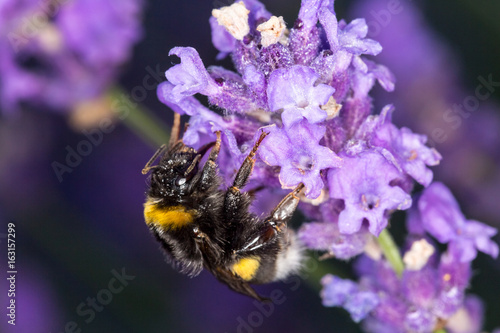 Bumblebee  Bombus  on lavender  Lavandula  - Macro shot
