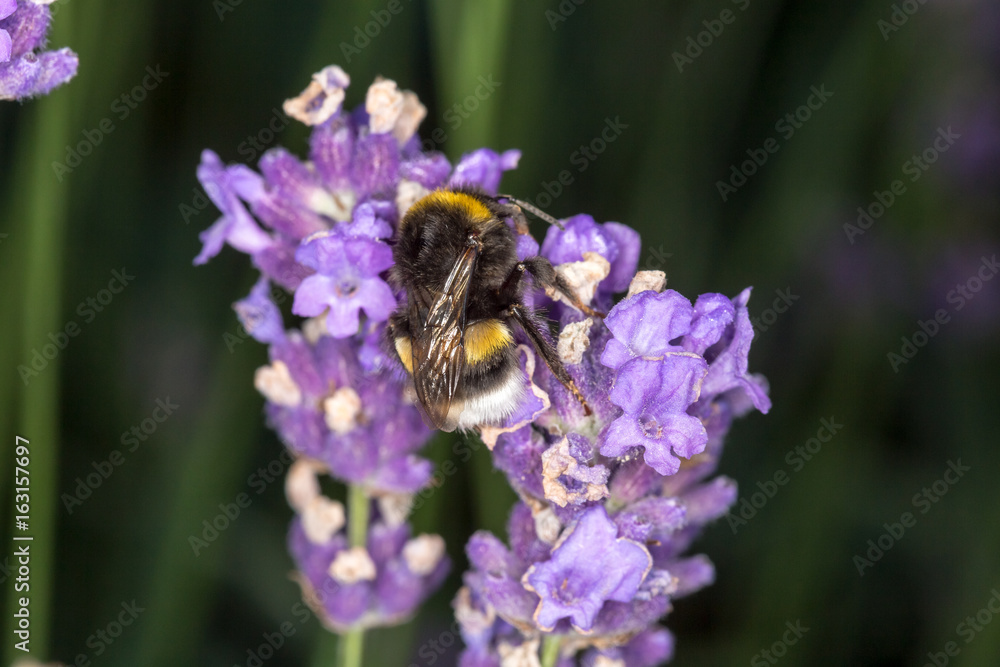 Bumblebee (Bombus) on lavender (Lavandula) - Macro shot Bumblebee (Bombus) on lavender (Lavandula) - Macro shot