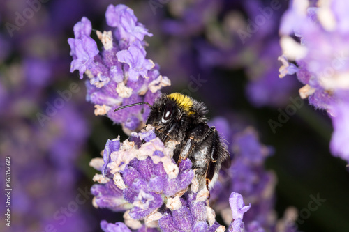 Bumblebee  Bombus  on lavender  Lavandula  - Macro shot