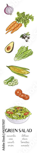vector hand drawn illustration with green salad ingredients