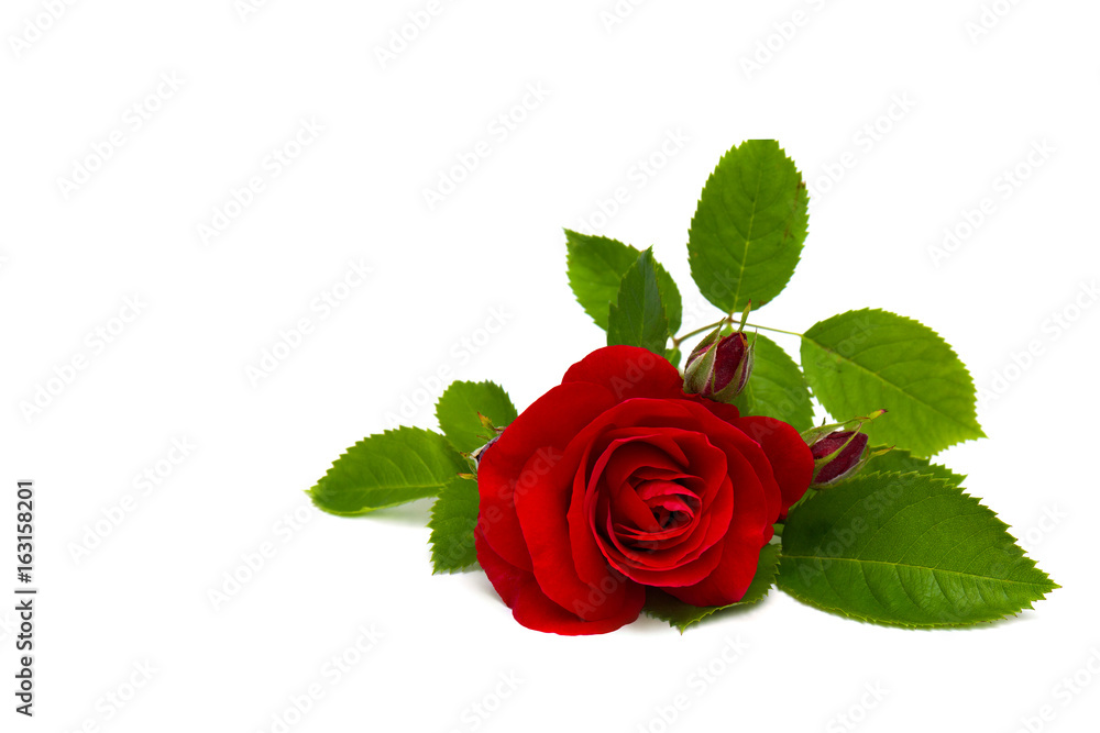 Red rose and buds on a white background with space for text. Valentine composition. Red rose and buds on a white background with space for text. Valentine composition.