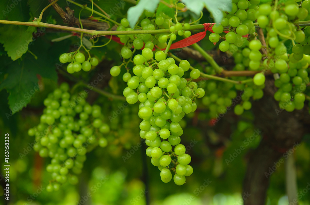 Fresh Green grapes on vine