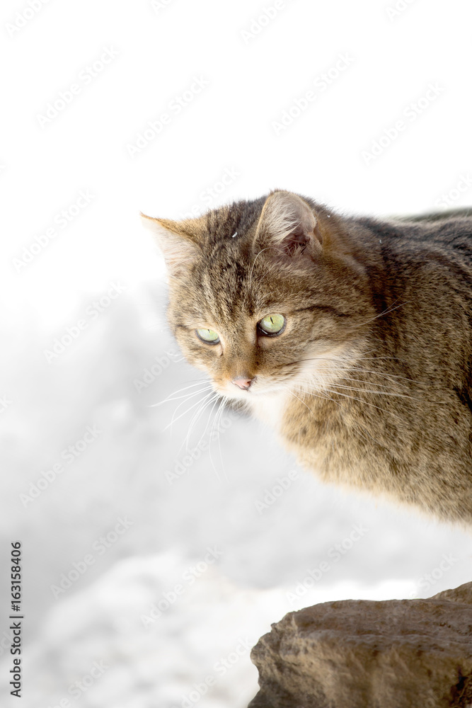 Cat looks curiously around the corner Cat looks curiously around the corner