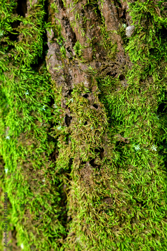 green moss on the tree. mossy bark background. green moss on the tree. mossy bark background.