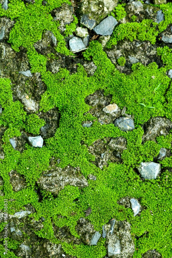 green moss on the stone. mossy rocks background. green moss on the stone. mossy rocks background.