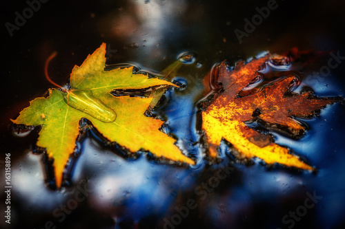 Autumn Beauty Closeup. Colorful Floating Leaves. Dynamic Duo.