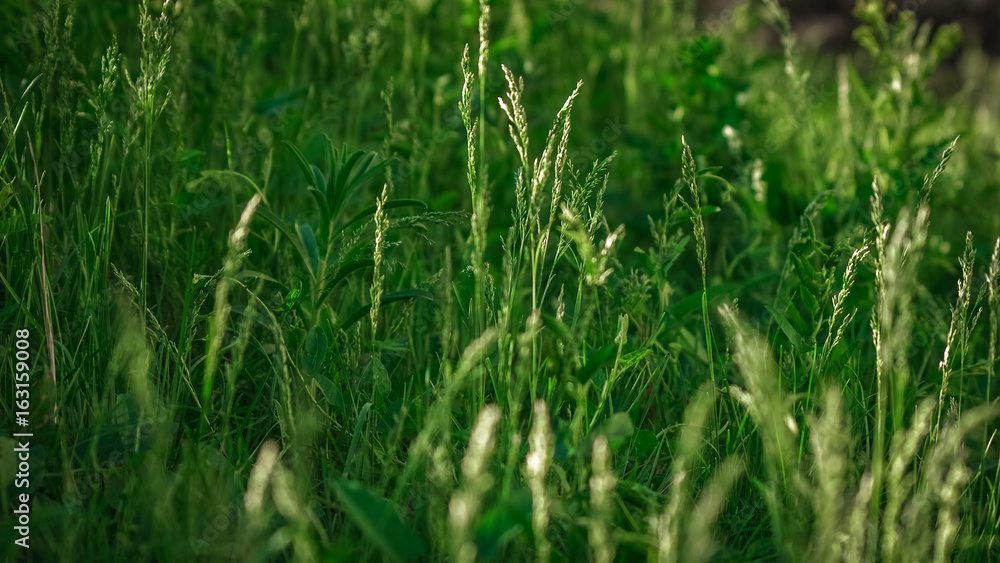 Close-up view of fresh green grass on a meadow lit with sun on a summer afternoon