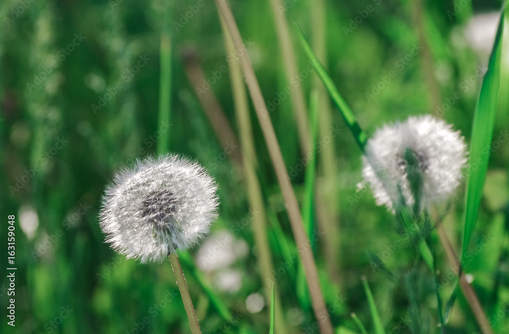 Dandelion blowballs in the morning sunlight on a fresh green background Dandelion blowballs in the morning sunlight on a fresh green background