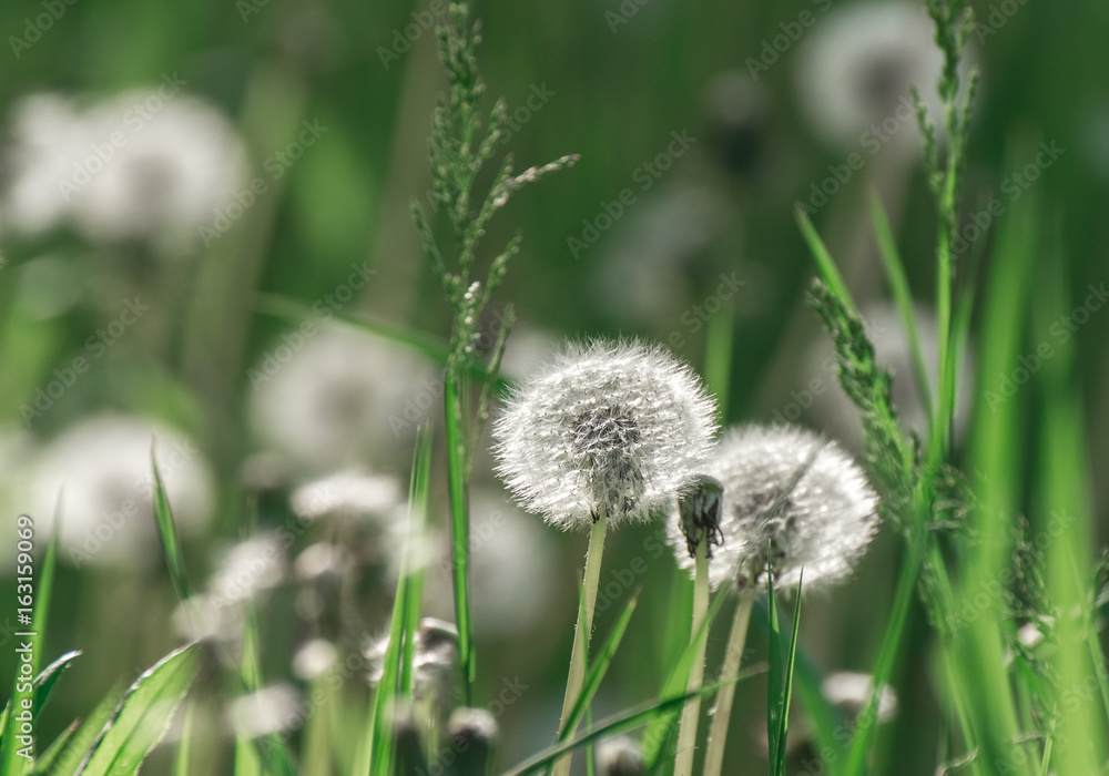 Dandelion blowballs in the morning sunlight on a fresh green background Dandelion blowballs in the morning sunlight on a fresh green background