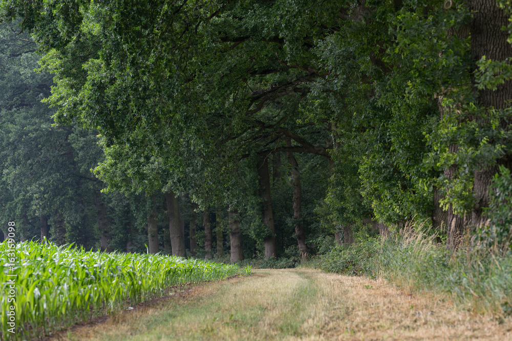 Fototapeta premium road