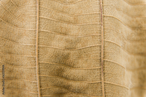 close up dry leaf texture