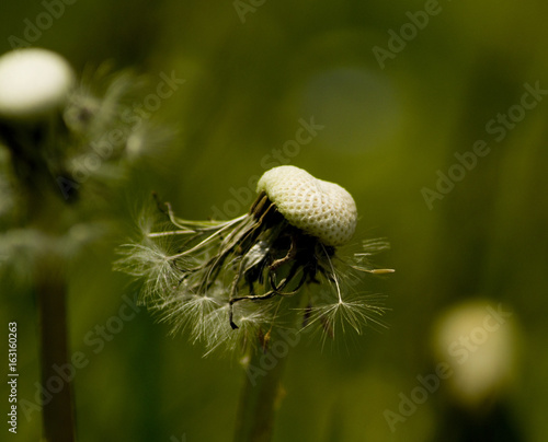 Fototapeta Naklejka Na Ścianę i Meble -  Löwenzahn